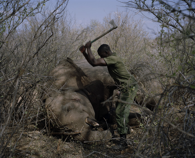 DC 077.53 001 David Chancellor - the hunted - David Chancellor