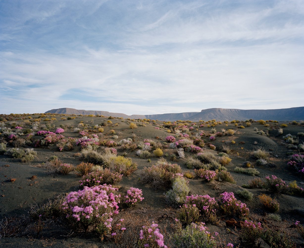 desert, tanqua karo, northern cape, south africa - land - David Chancellor