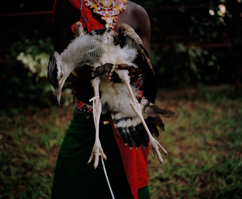 kori bustard and moran, northern kenya - with butterflies and warriors III - David Chancellor