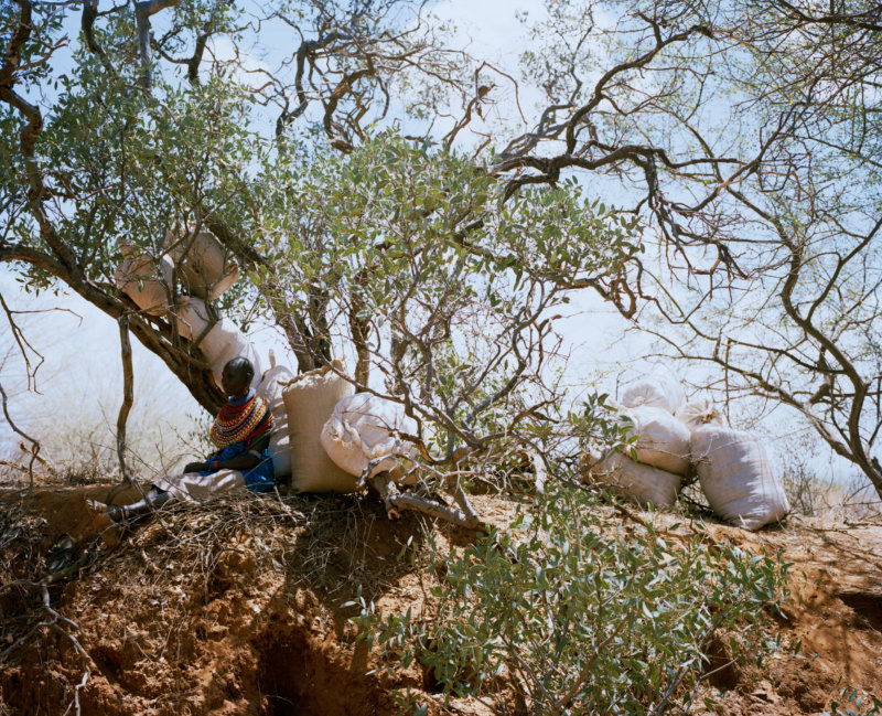 sacks of grass seed, west gate community conservancy, northern kenya - with butterflies and warriors III - David Chancellor