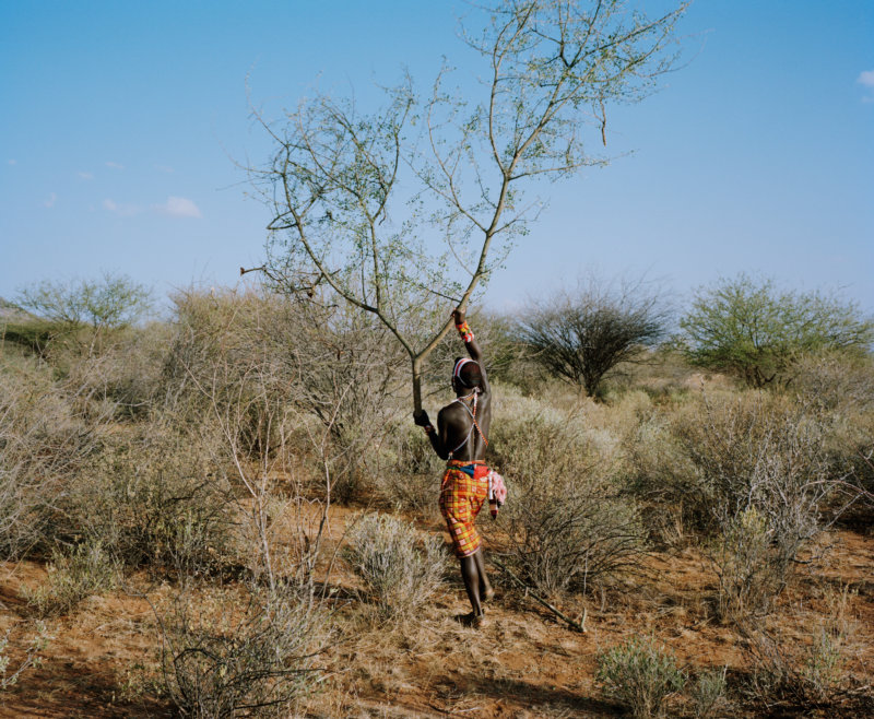 samburu moran # IV, constructing a boma, west gate community conservancy, northern kenya - with butterflies and warriors III - David Chancellor