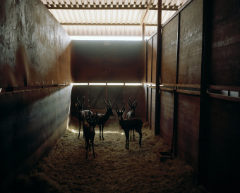  - caught - David Chancellor