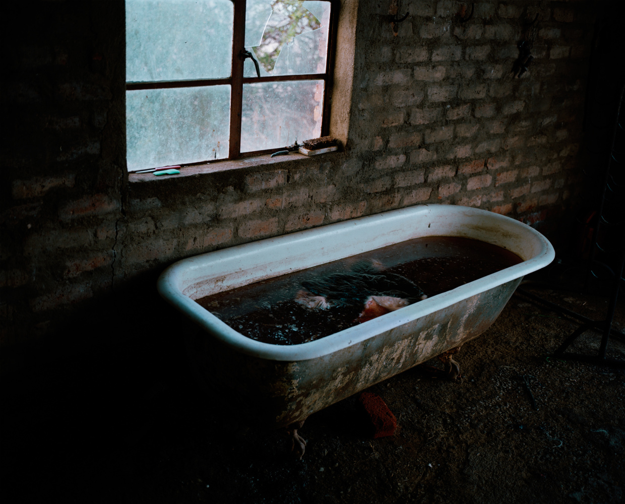  - lion - David Chancellor