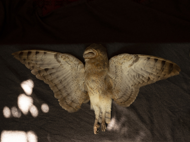 Barn Owl, Eastern Cape, South Africa - 19.03.19 - David Chancellor - handle like eggs - David Chancellor