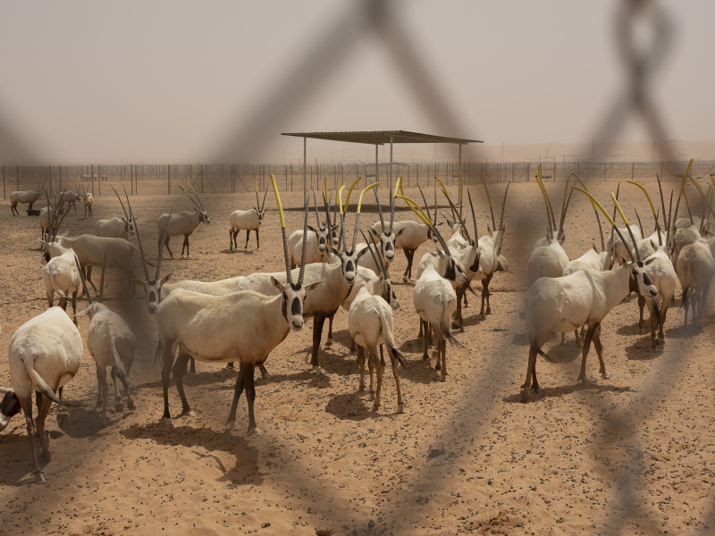 Collaring_KKWRC_Thumamah_ Saudi Arabia_26.03.22_David Chancellor - rewilding arabia II - David Chancellor