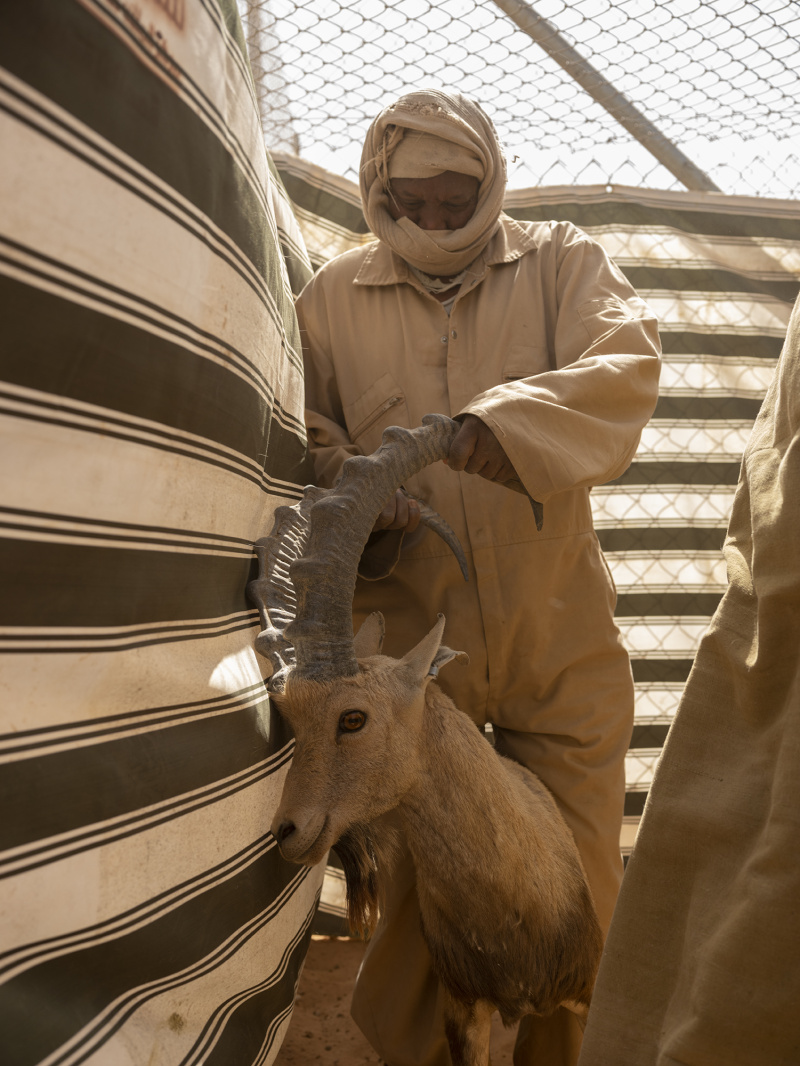 Collaring_KKWRC_Thumamah_ Saudi Arabia_26.03.22_David Chancellor - rewilding arabia II - David Chancellor