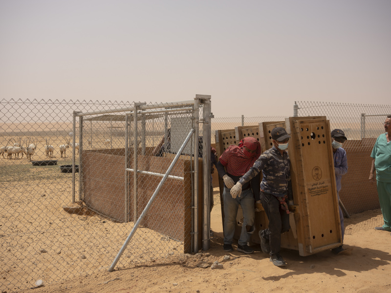 Collaring_KKWRC_Thumamah_ Saudi Arabia_26.03.22_David Chancellor - rewilding arabia II - David Chancellor