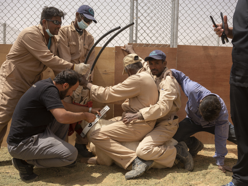 Collaring_KKWRC_Thumamah_ Saudi Arabia_26.03.22_David Chancellor - rewilding arabia II - David Chancellor