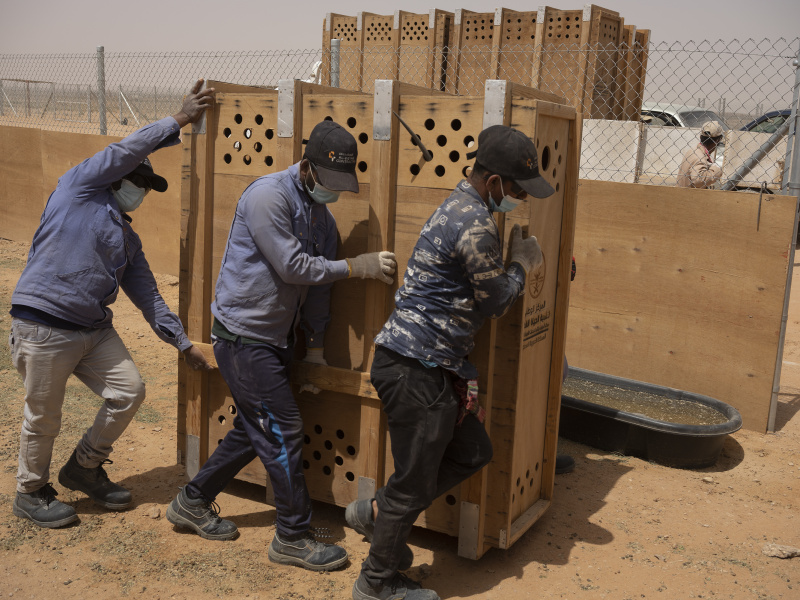 Collaring_KKWRC_Thumamah_ Saudi Arabia_26.03.22_David Chancellor - rewilding arabia II - David Chancellor