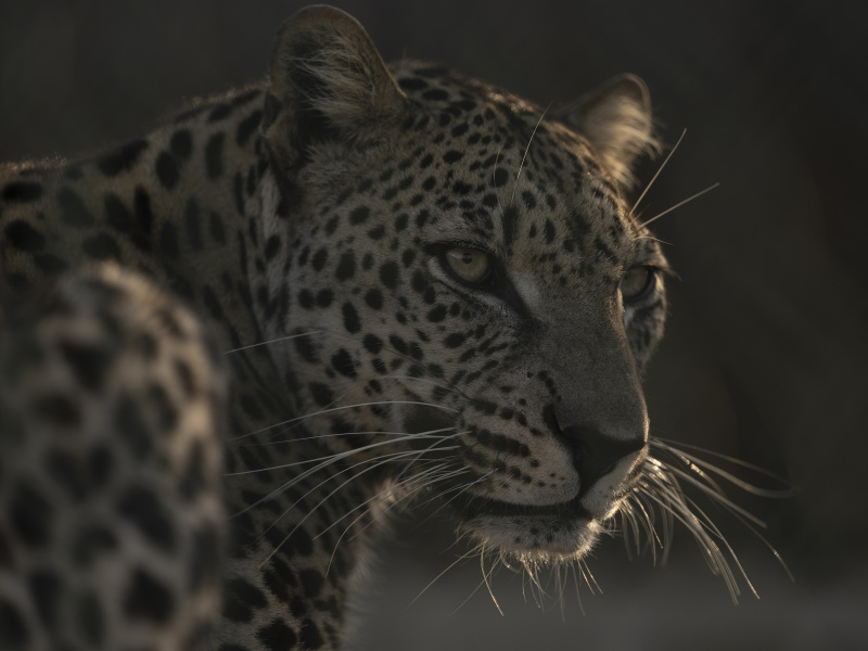 Arabian Leopards_Taif_Saudi Arabia_28.10.22_David Chancellor - re wilding arabia III - David Chancellor