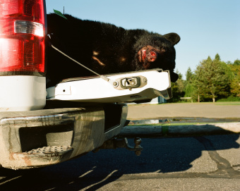 MM8459-David Chancellor-Black Bear Hunting, Stockholm, Maine, USA-10.09.16-18.09.16-Trophy Hunting-NGO-Roll-061 Frame 04 - bear - David Chancellor