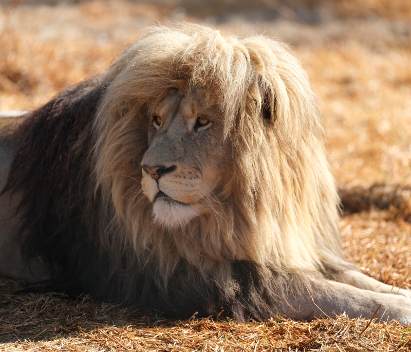  - the lost kingdom - David Chancellor