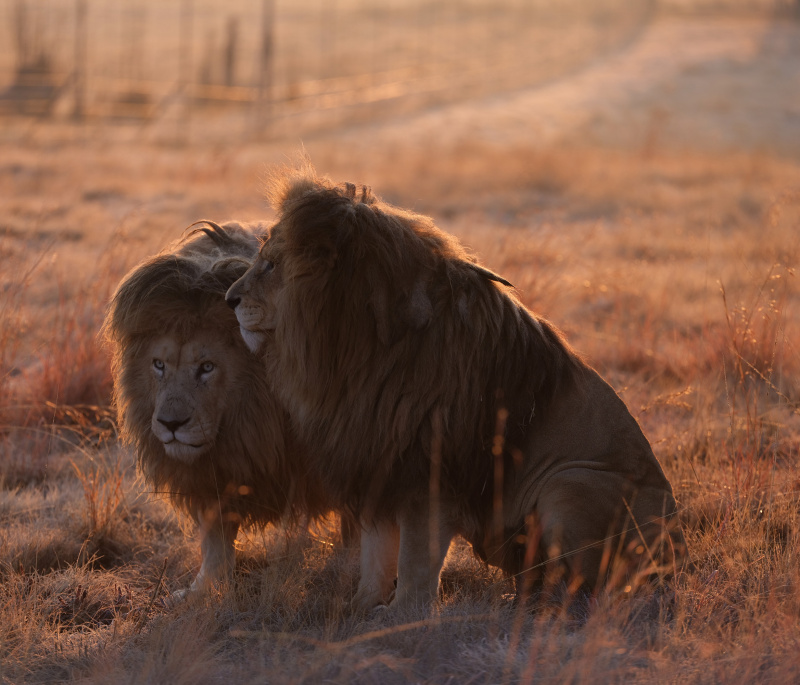  - the lost kingdom - David Chancellor