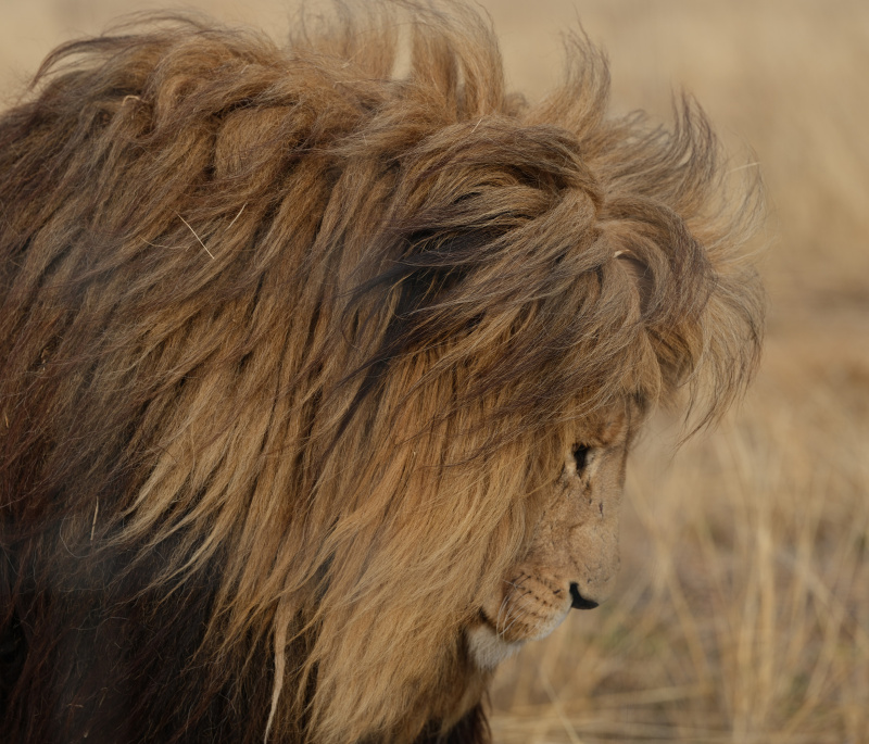  - the lost kingdom - David Chancellor