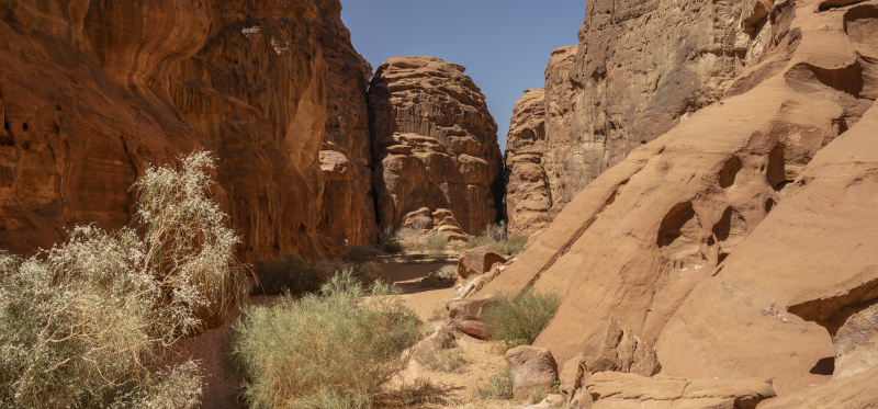 NEOM, Saudi Arabia_22.03.22_David Chancellor - rewilding arabia II - David Chancellor