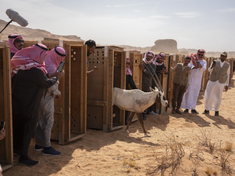 Sharaan Nature Reserve_Alula_Saudi Arabia_Wildlife Relocation_03.03.22_David Chancellor - rewilding arabia II - David Chancellor