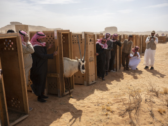 Sharaan Nature Reserve_Alula_Saudi Arabia_Wildlife Relocation_03.03.22_David Chancellor - rewilding arabia II - David Chancellor