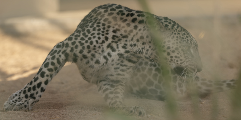 Arabian Leopard Crop Procedures_Taif_Saudi Arabia_14.03.22_David Chancellor_004307 - rewilding arabia II - David Chancellor