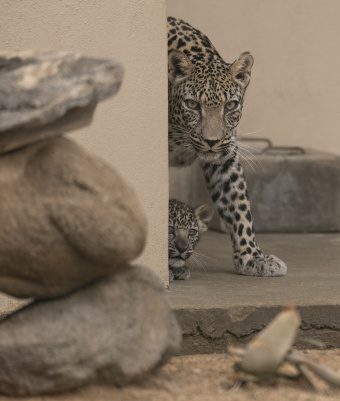 Arabian Leopards_Taif_Saudi Arabia_26.10.22_David Chancellor - re wilding arabia III - David Chancellor